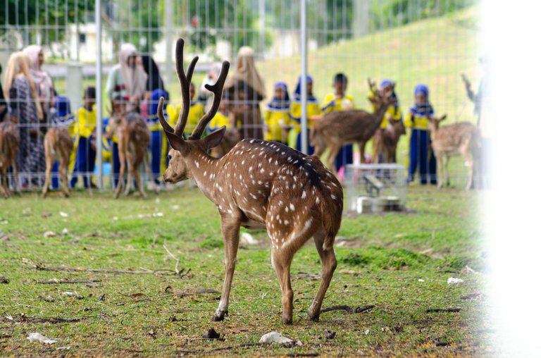 Spotted deer - March 8 2023- by Jamaluddin-Lodin  10.JPG