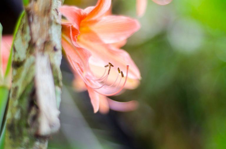 The gladiolus flower-Jamaluddin-Lodin LA 8.JPG