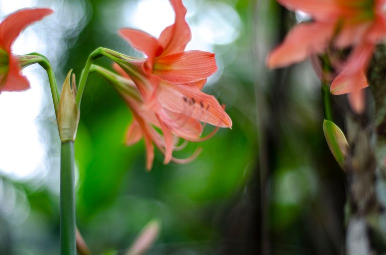 The gladiolus flower-Jamaluddin-Lodin LA 2.JPG