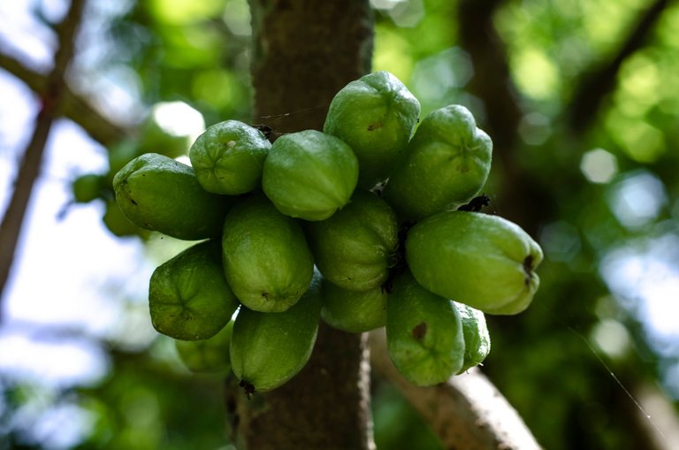 A Vegetable Starfruit-by Jamaluddin-Lodin LA 6.JPG