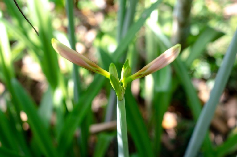 The gladiolus flower-Jamaluddin-Lodin LA 5.JPG