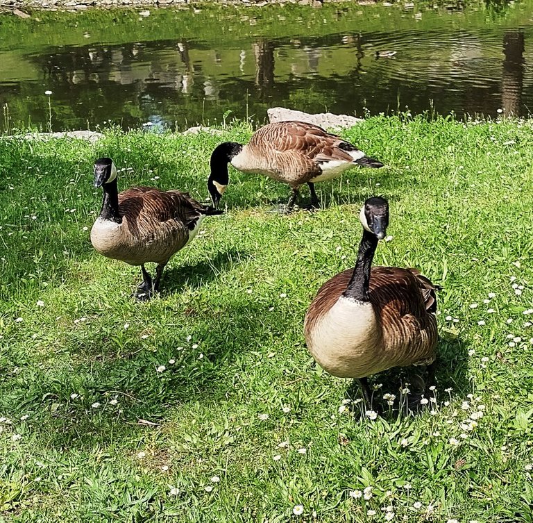 Some Geese getting a snack along the creek.