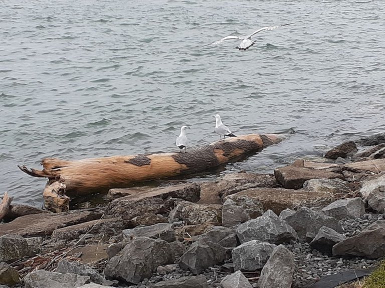 Some birds hanging out along the shore on some driftwood.