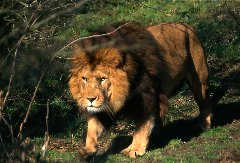 Barbary lion 4.png
