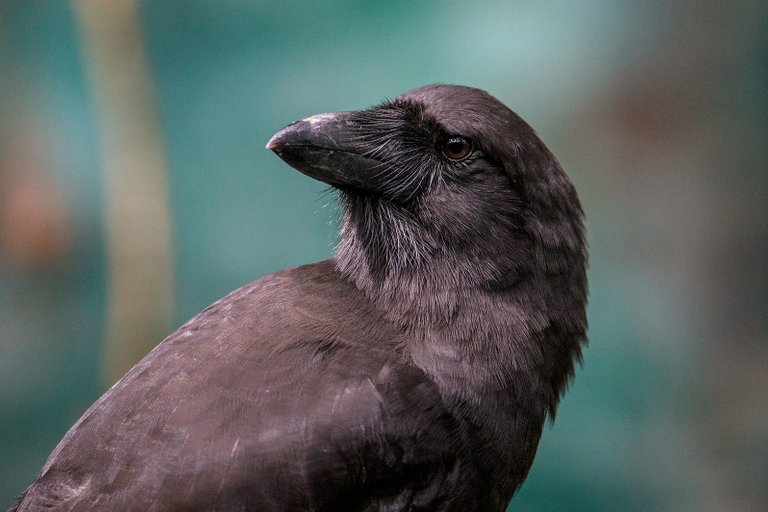 Hawaiian crow 2.jpg