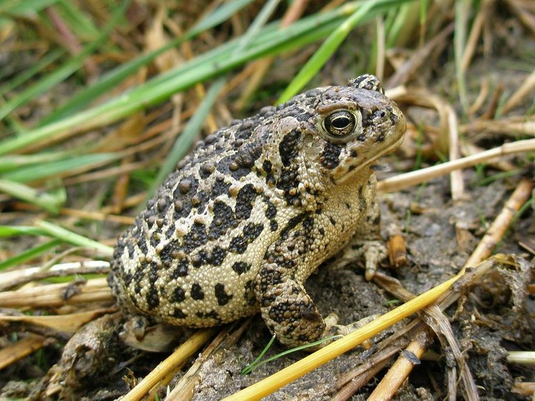 Wyoming toad wiki.jpg