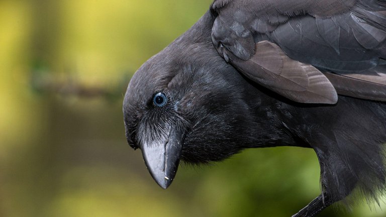 Hawaiian crow 1.jpg