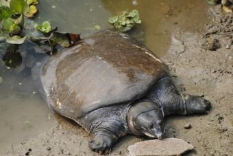 black softshell turtle 3.jpg