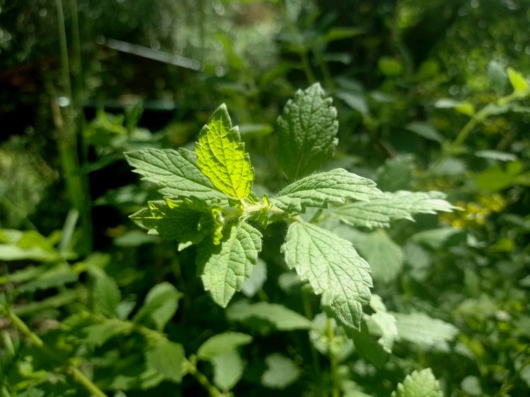 lemon balm 1.jpg