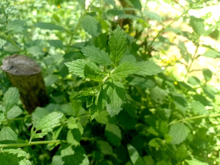 lemon balm 2.jpg