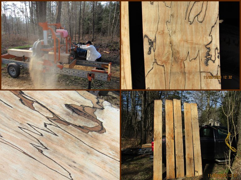 SPALTED.png