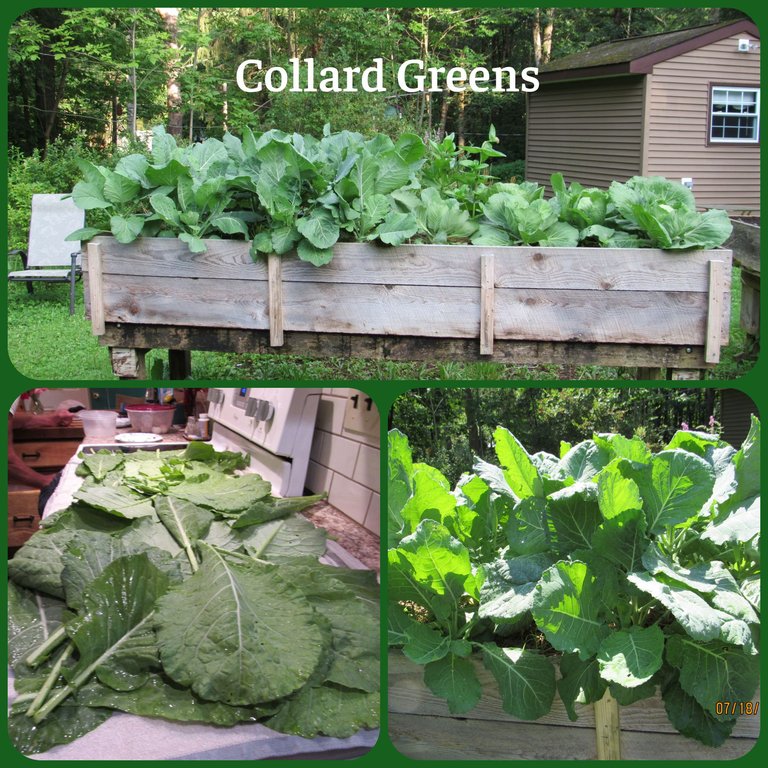 collard greens.png