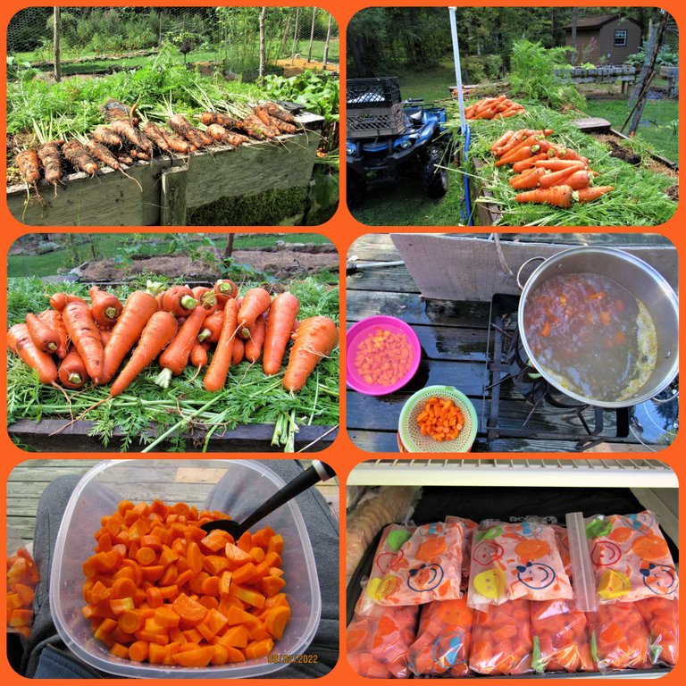 carrots (2).png