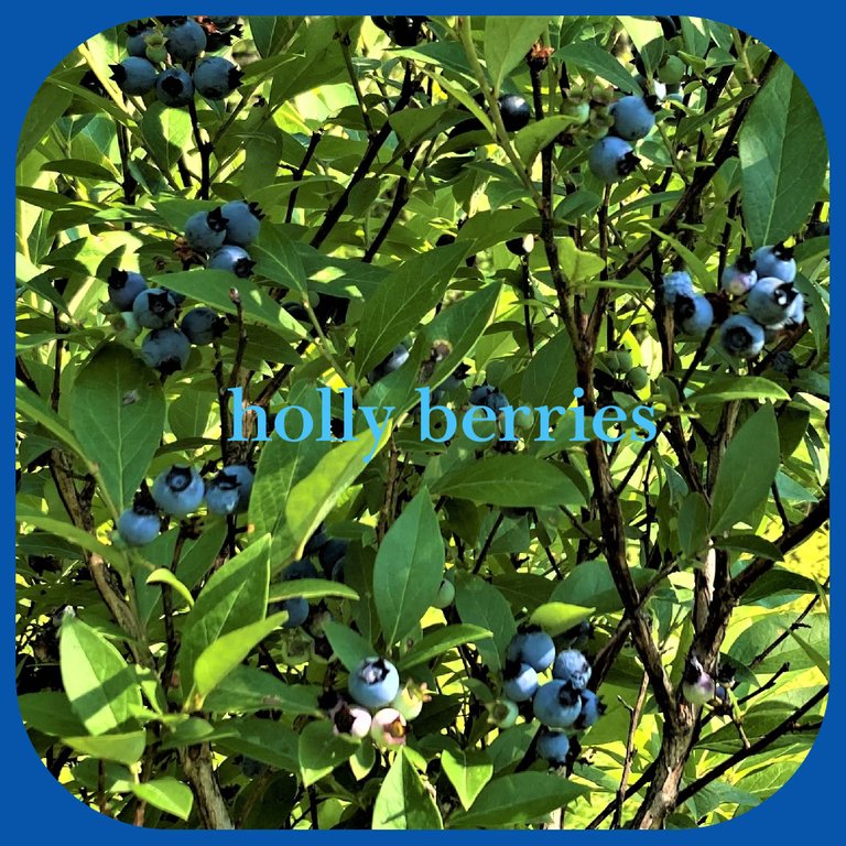 holly berries.png