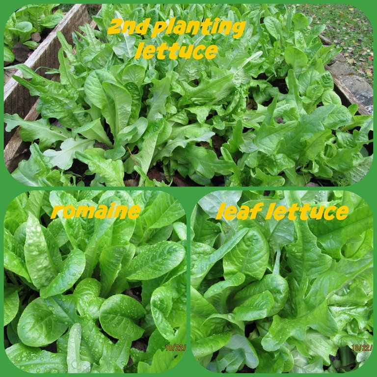 2nd lettuce.png