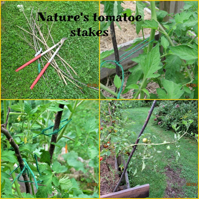 tomato stakes (2).png