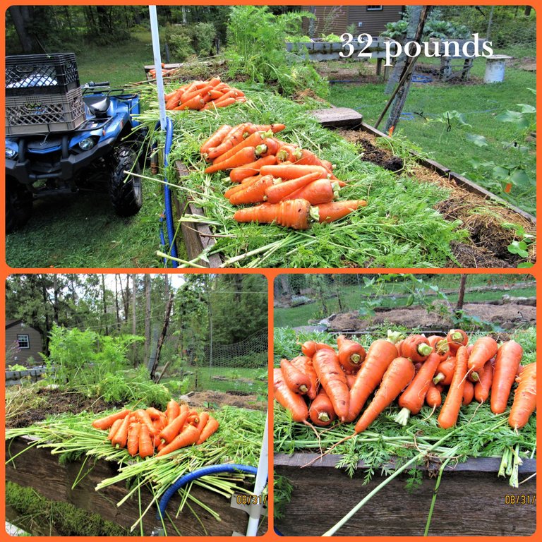 carrots 2.png