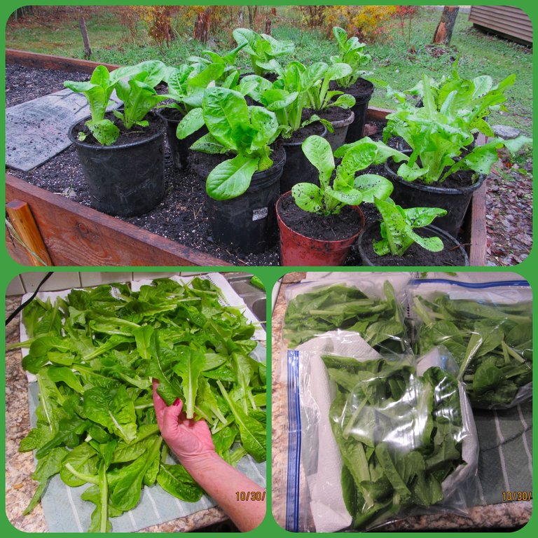 bagging lettuce.png