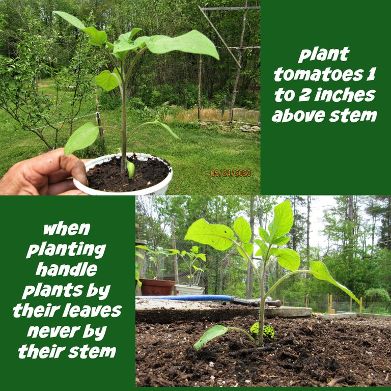 plant tomatoes 1;2 inches above stem.png