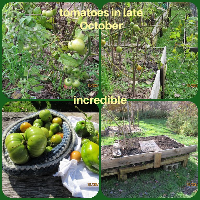 tomatoes (4).png