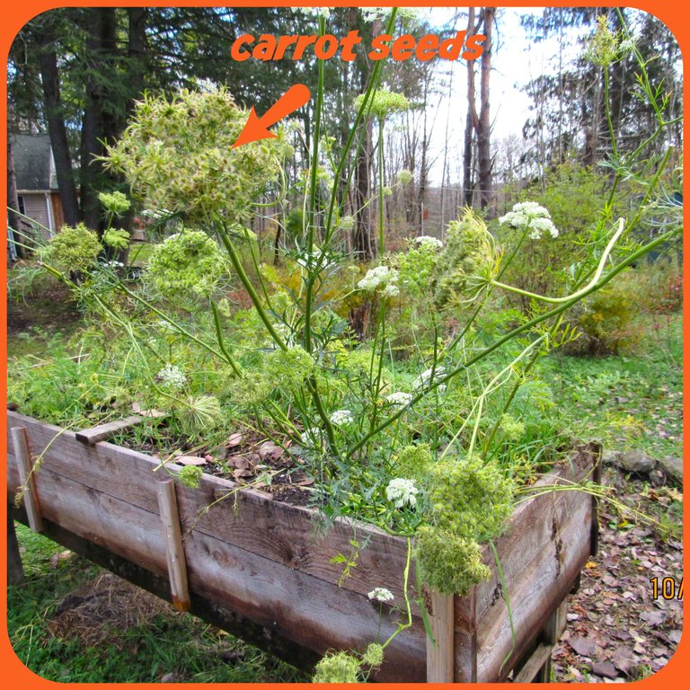 carrot seeds (2).png