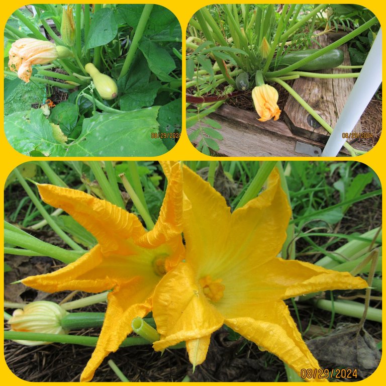 yellow squash.png