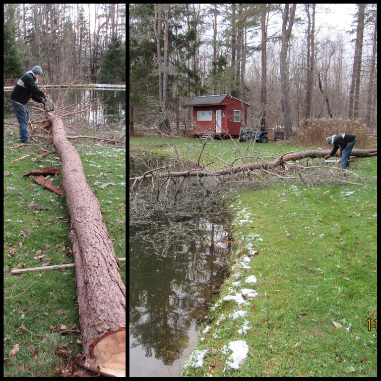 tree in water .png