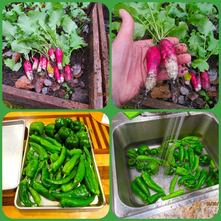 washing peppers.png