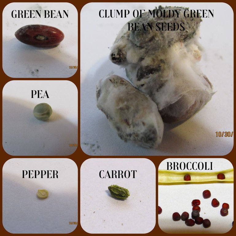 seeds (3).png
