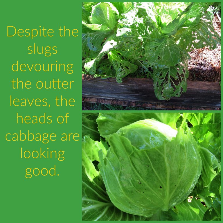 cabbage (4).png