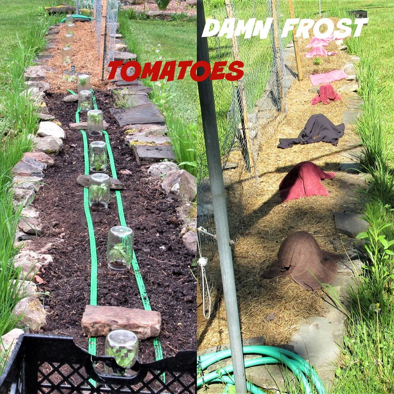 frost tomatoes.png