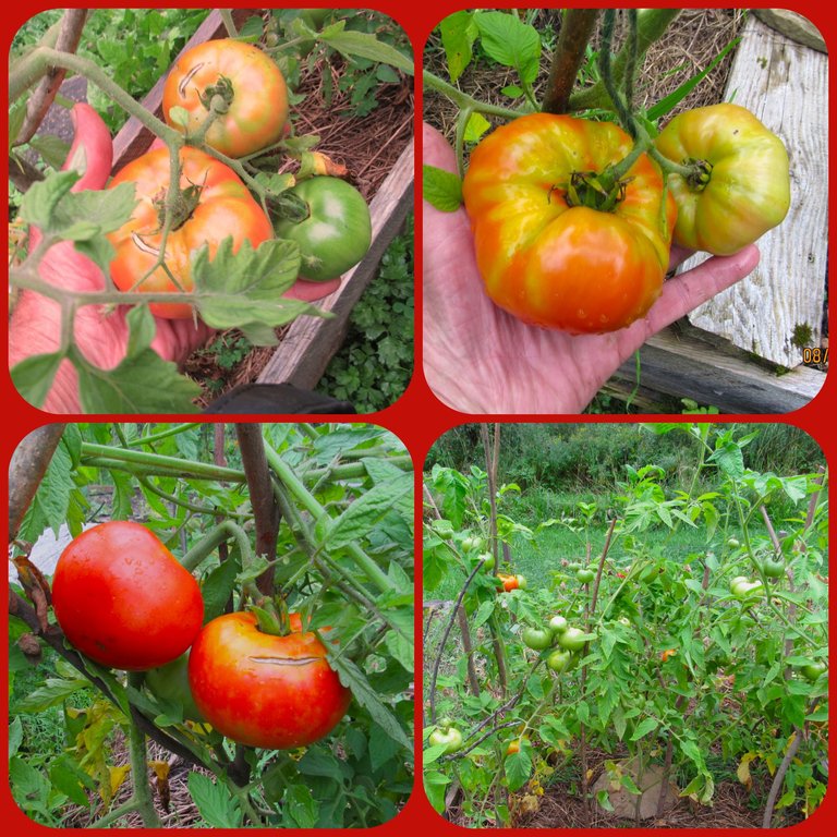 tomatoes (6).png