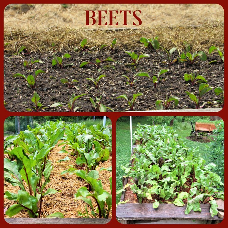 BEETS (4).png