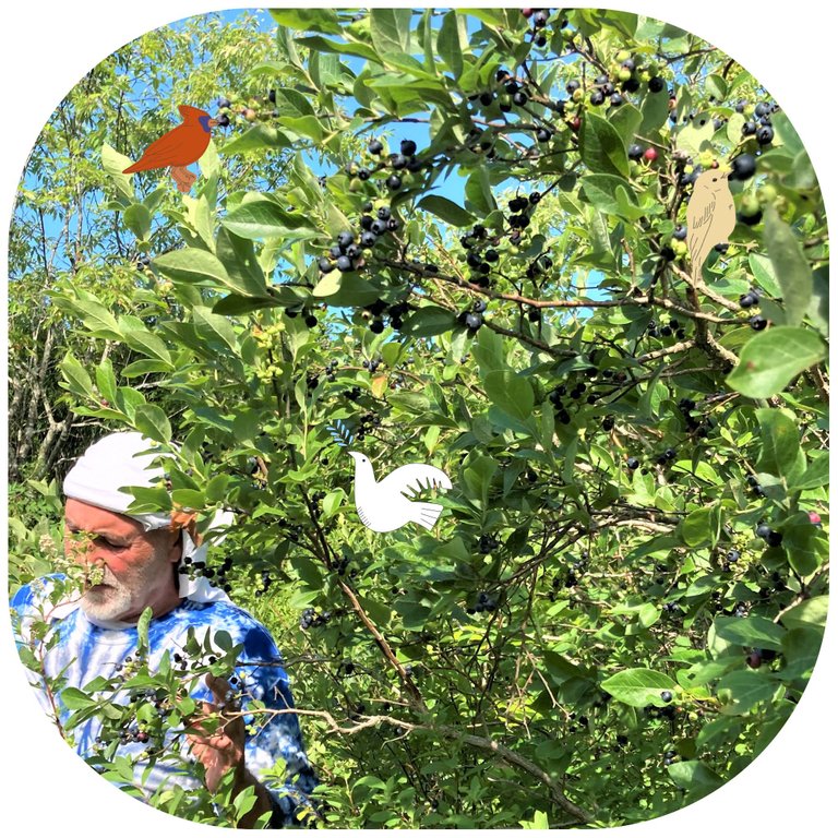 birds in bush while picking.png