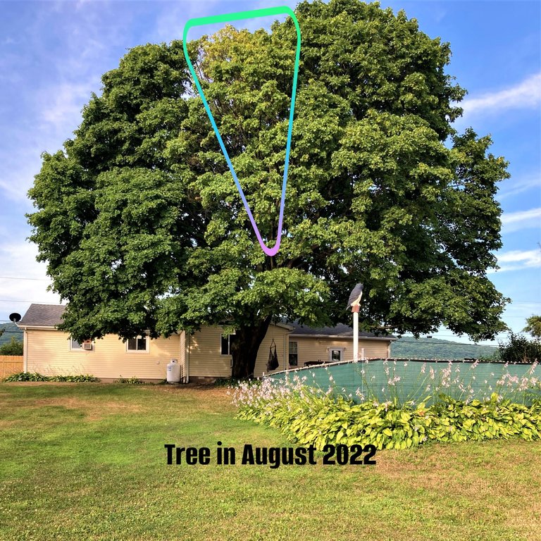 tree august.png
