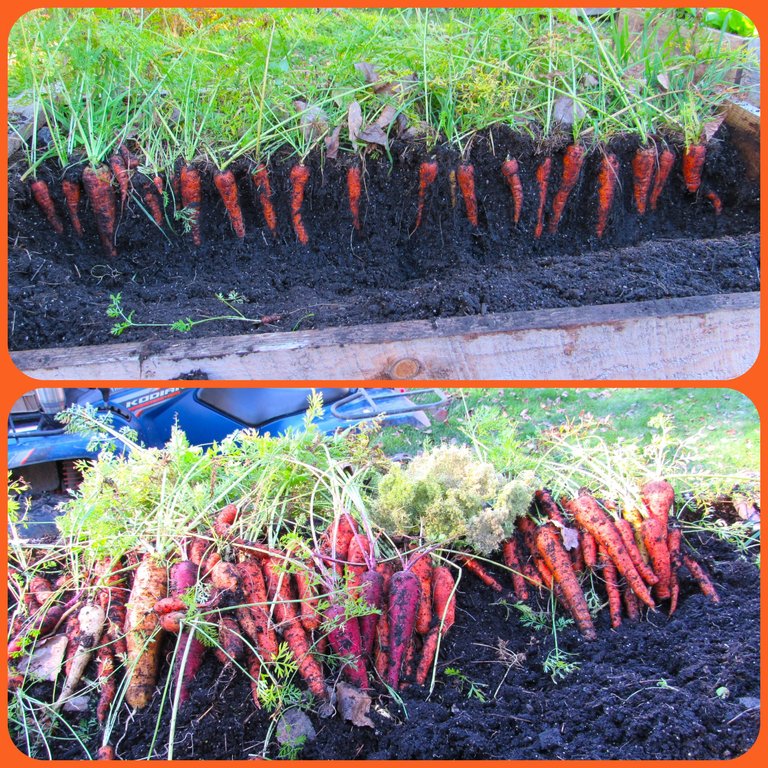 carrots (4).png