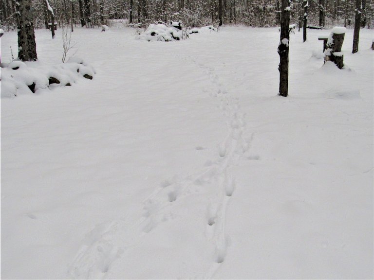 IMG_9241.JPG
