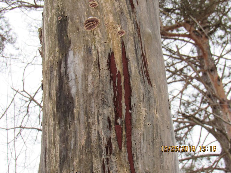 IMG_2174 ROT WOOD.JPG