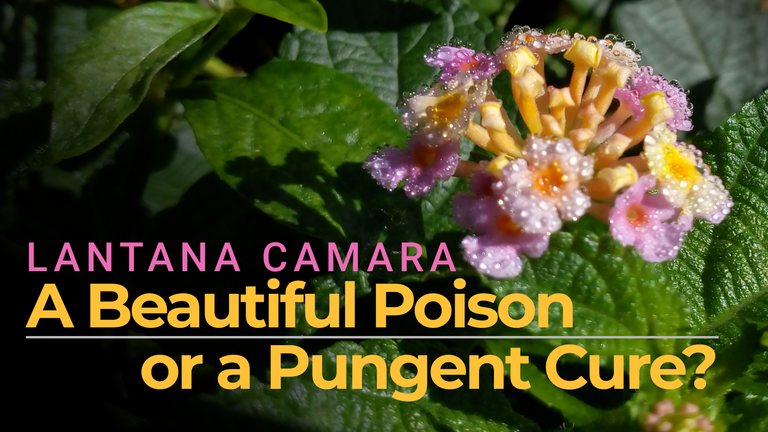 Lantana Camara - beautiful poison or pungent cure.png