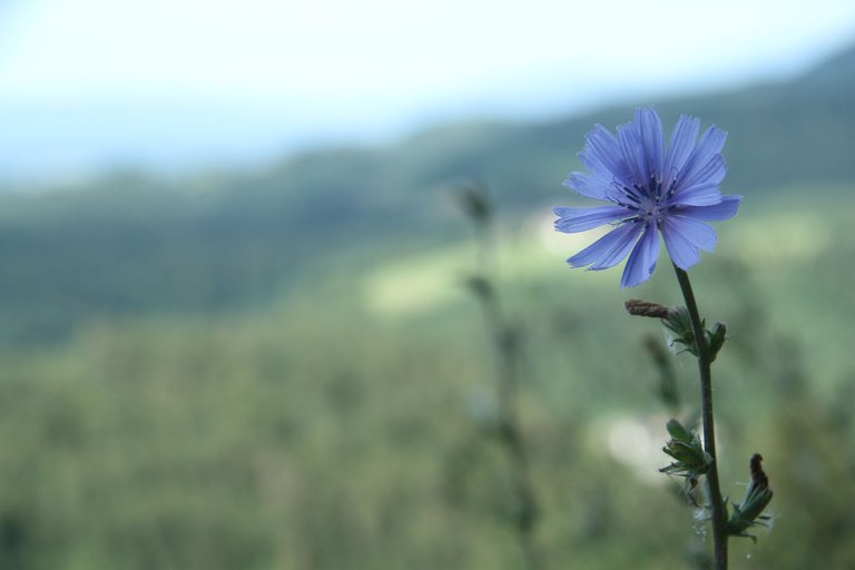 IMG_6620 - Steffen Wedler – Photographer, Nature kid, Wildlife, Explorer, Cinematography, video making, The Footprint Brand, Follow Us ❤️ – Blue flowers by the wayside.JPG