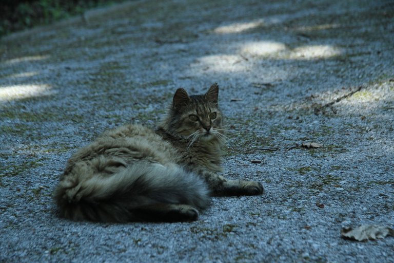 IMG_7554 Steffen Wedler – Photographer, Nature kid, Wildlife, Explorer, Cinematography, video making, The Footprint Brand, Follow Us ❤️ - long hair cat in shadow.JPG