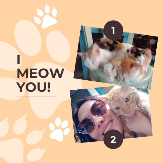 Yellow Cute Cats or Dogs Engagement Instagram Post (1).png
