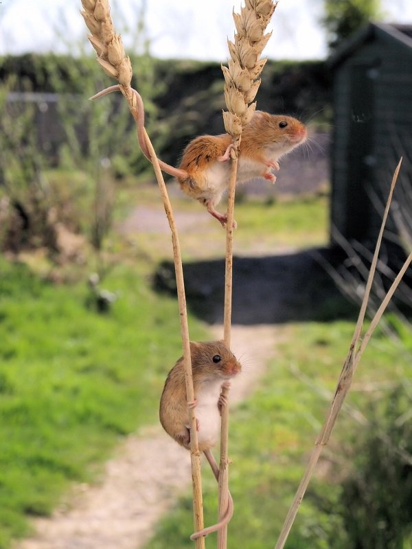 harvest-mice-4805276_1280.jpg