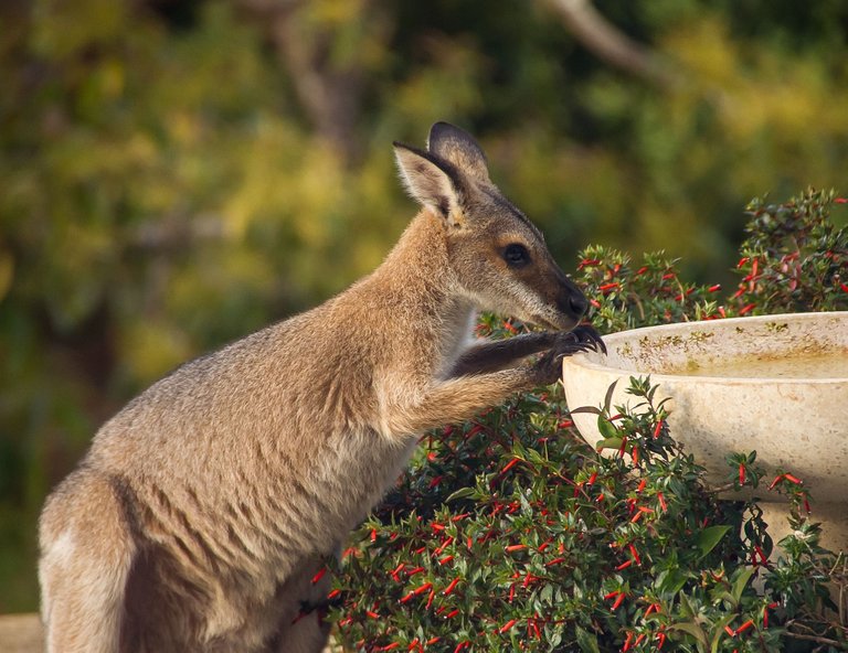 wallaby-gff5a1c105_1920.jpg