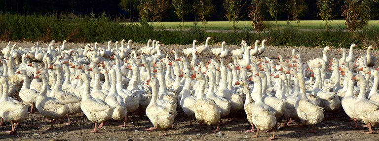 geese-g79ee785dc_1920.jpg