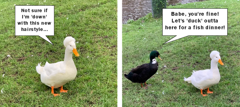 Ducks.png