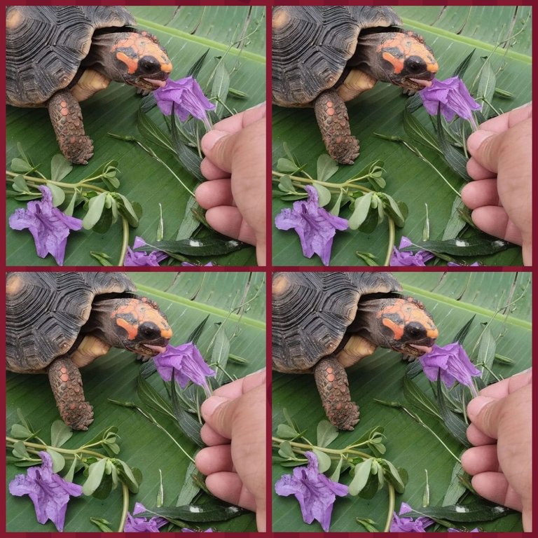 photocollage_202529193036812.jpg