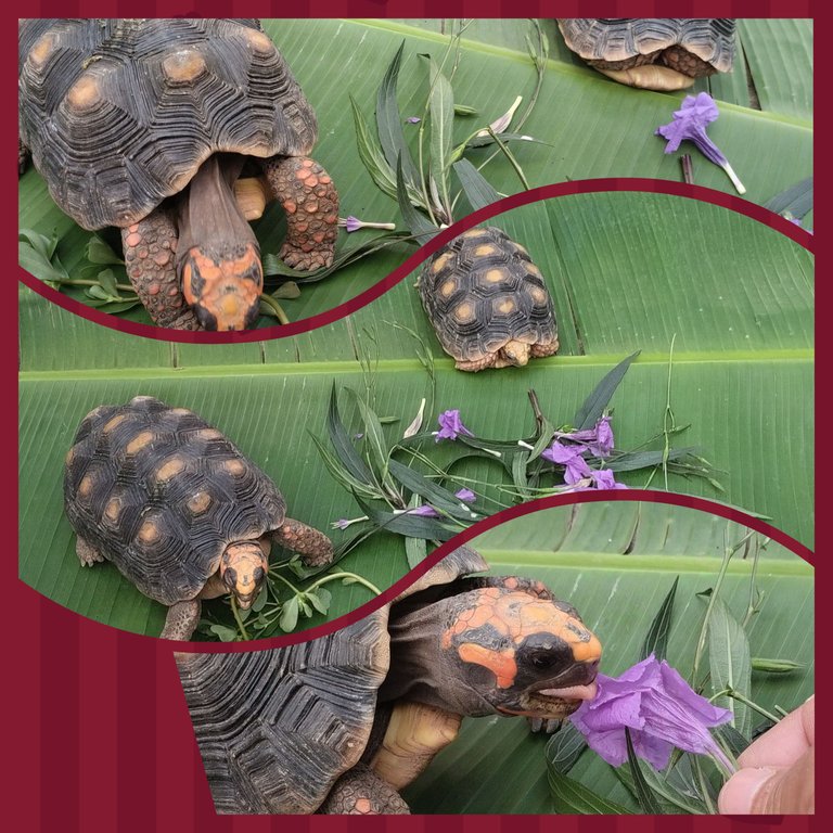 photocollage_20252919203620.jpg