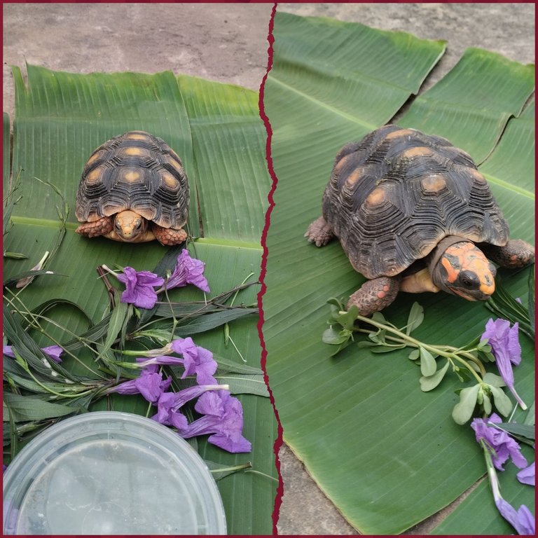 photocollage_202529202123340.jpg