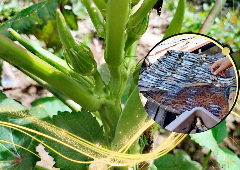 My Daily Life Post: "Garden Checking and Fish Drying Activities"